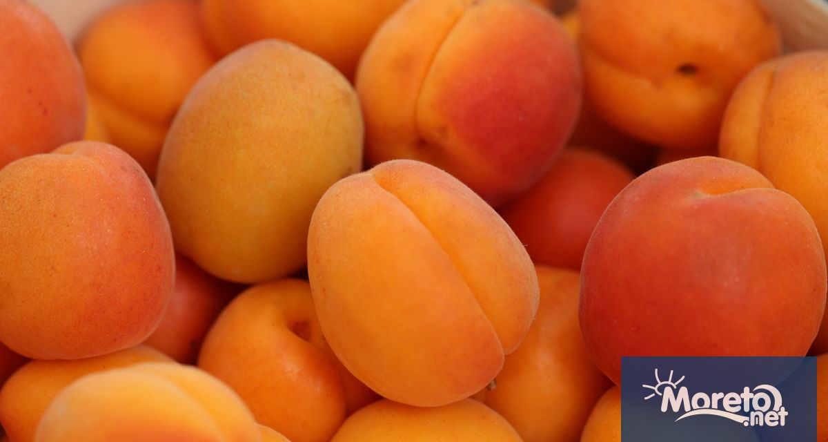 Слънчеви като златни лъчи кайсиите примамват със своя сладък и