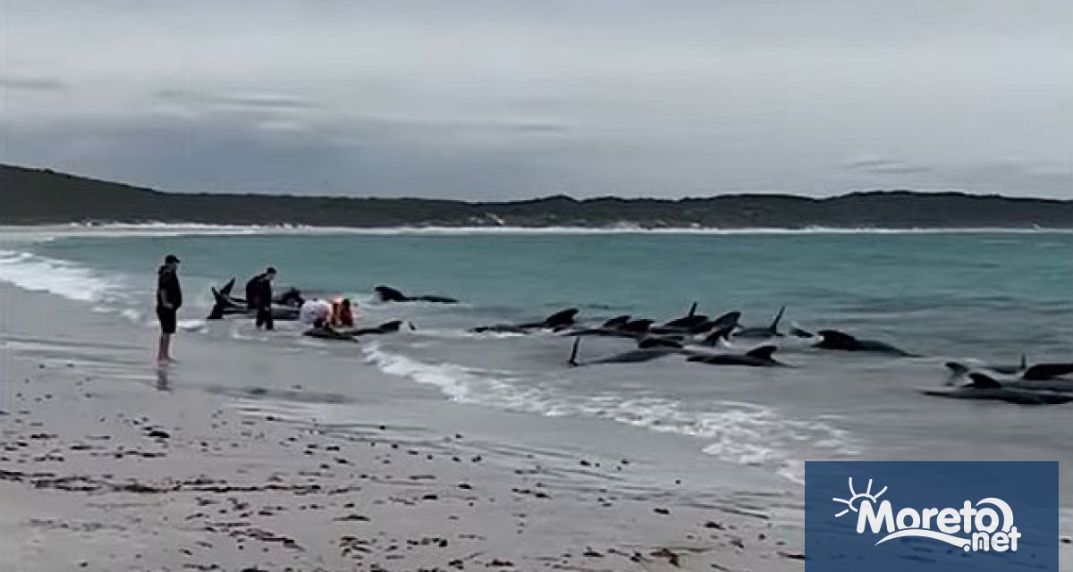 Повече от 50 гринди китове бозайници от семейството на делфините