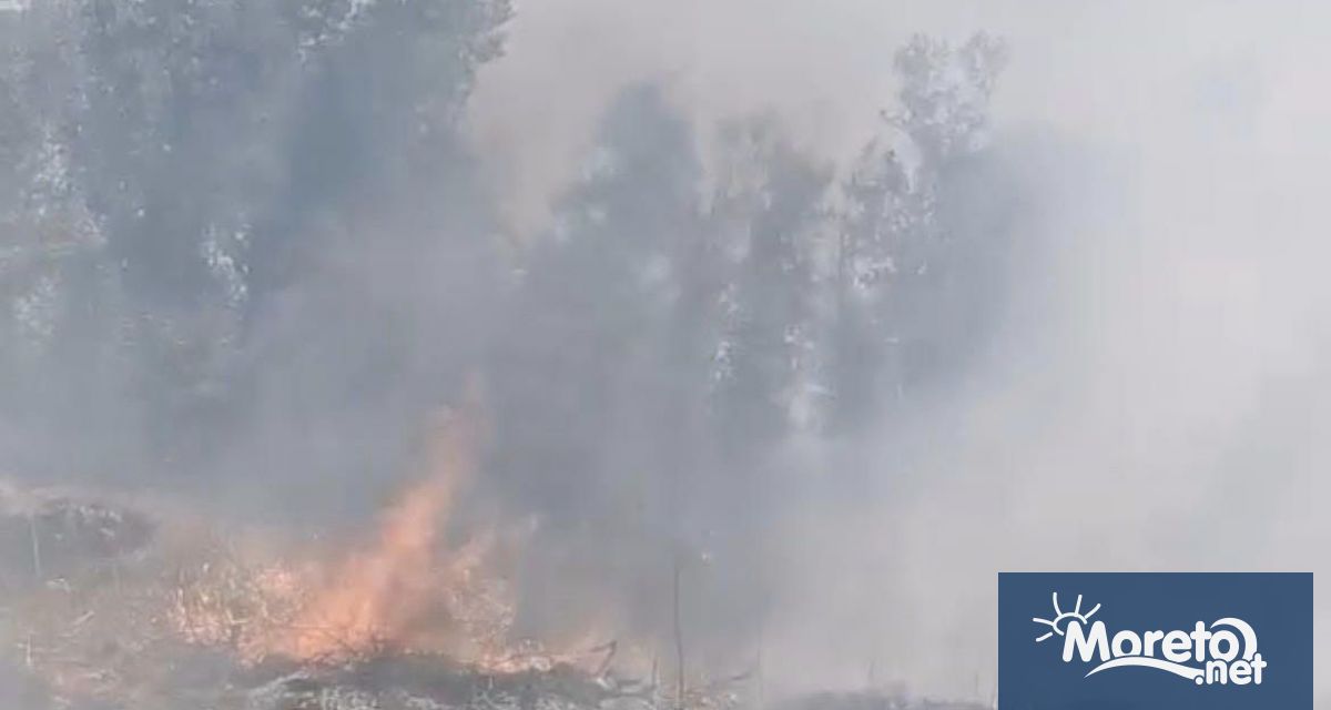 14 000 кв м горяха вчера в кв Акациите в Белослав