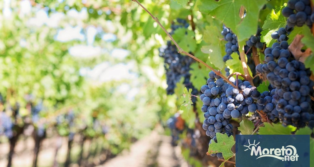 Предстоят приеми на заявления по интервенциите в лозаро винарския сектор включени