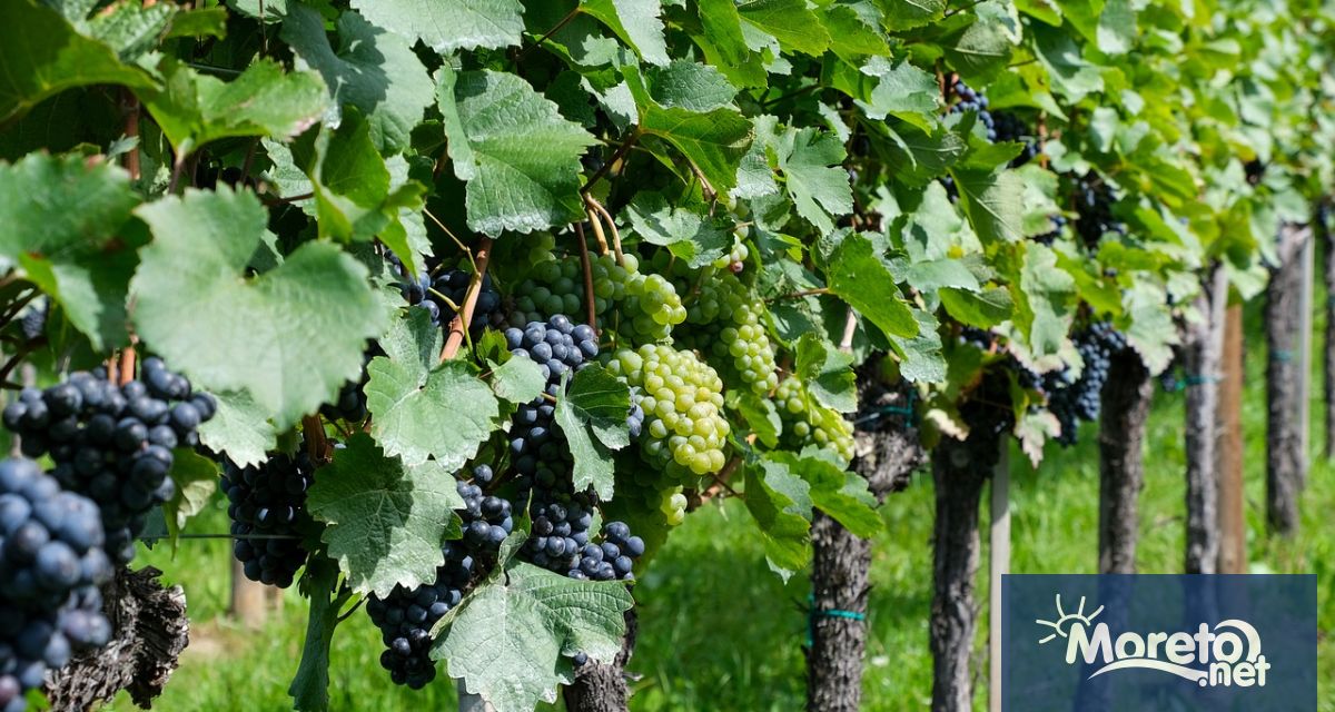 Гроздето – и винарската индустрия която разчита на него –