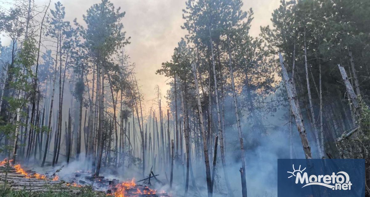 Близо 100 горски служители са гасили пожари в горите през