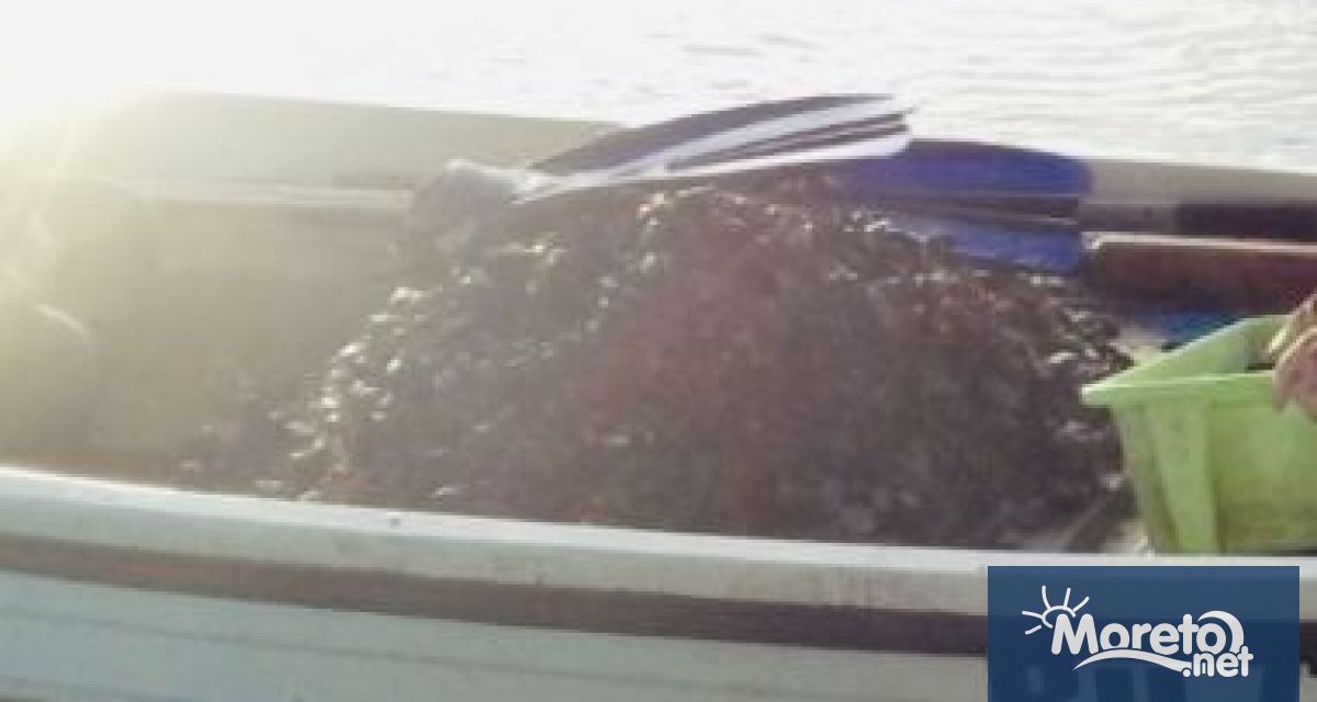 Инспектори на ИАРА от сектор Рибарство и контрол във Варна