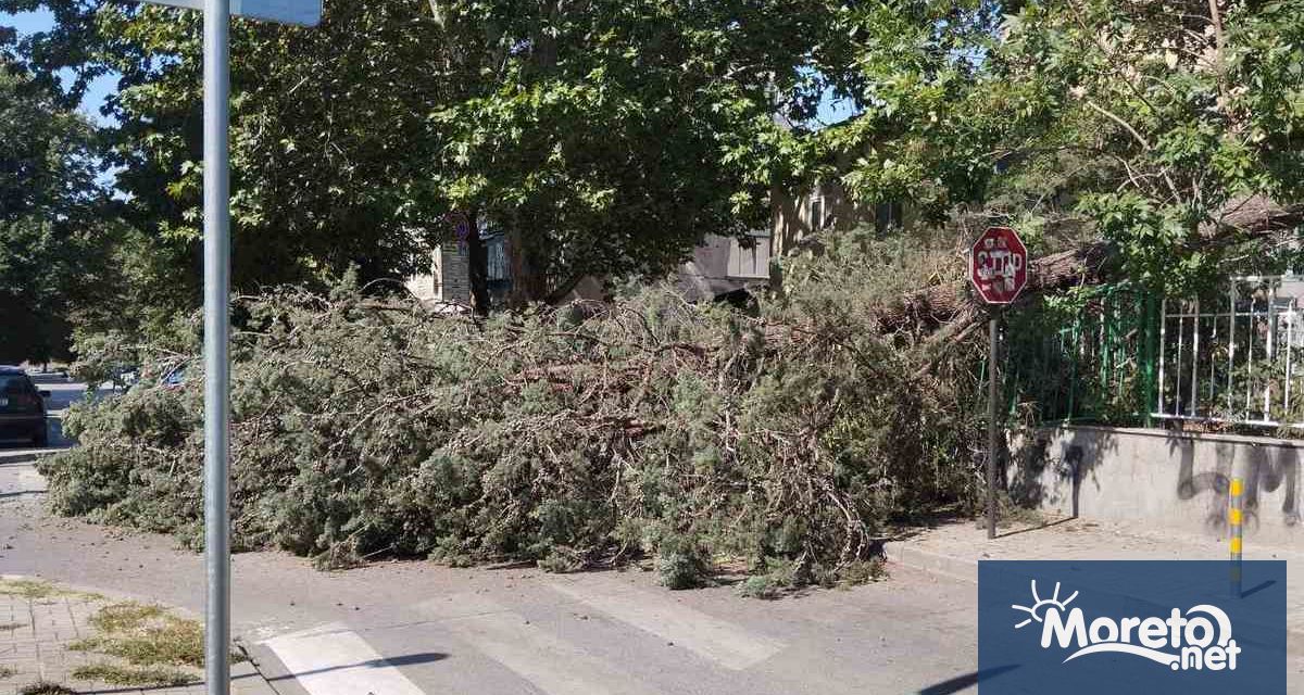 Огромно иглолистно дърво е паднало на кръстовището на ул Драва