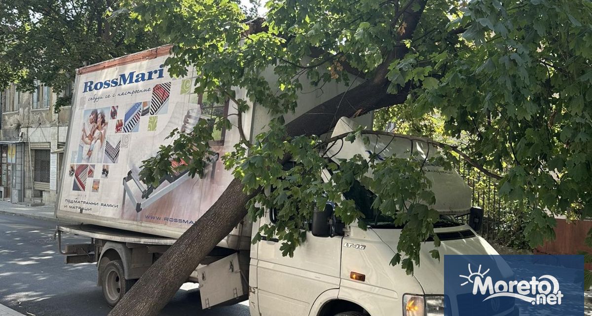 Дърво падна върху преминаващ камион на новоремонтирана улица във Варна