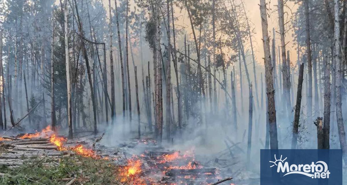 Около 6000 дка смесена гора е засегната от пожара в