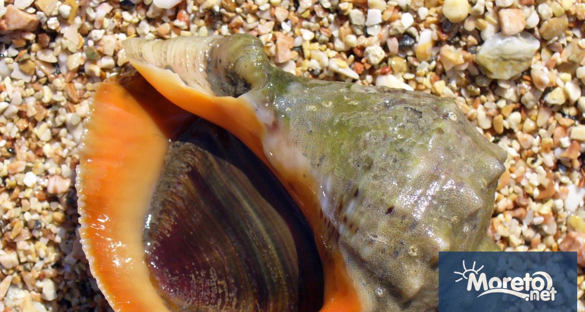 Рапанът е единият от двата най – инвазивни чужди видове