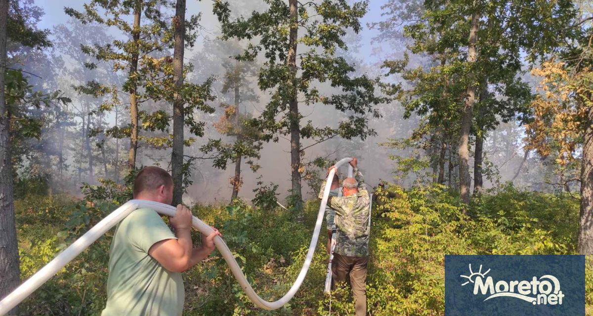 Около 500 декара широколистна гора гори между селата Блъсково и
