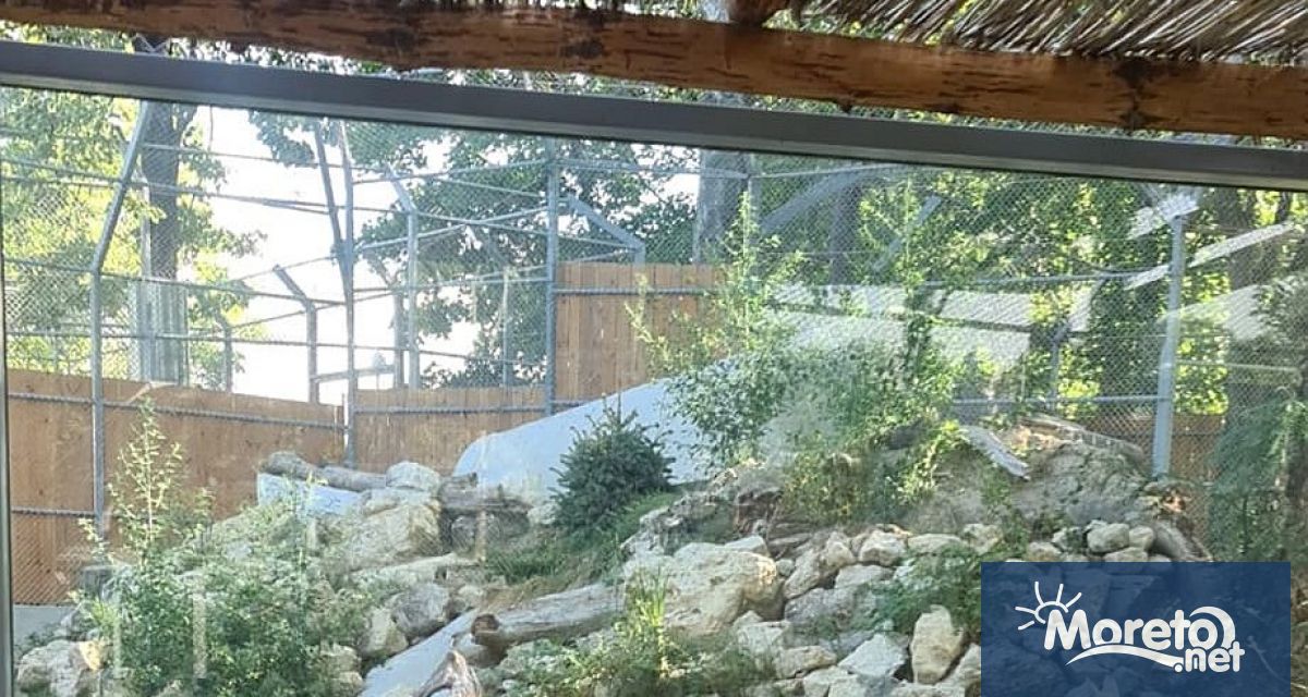 Новите местообитания на леопардите вълците и рисовете във варненския зоокът