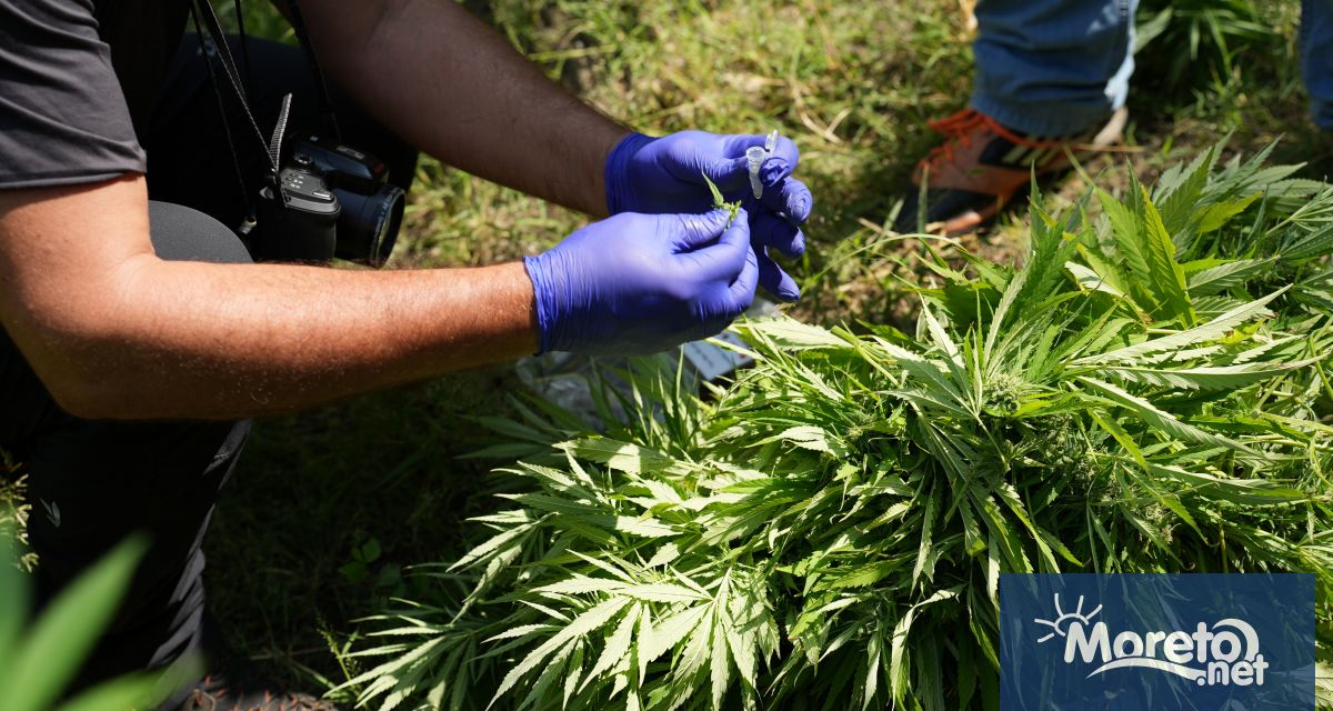 22 растения от рода на конопа са открити в гориста