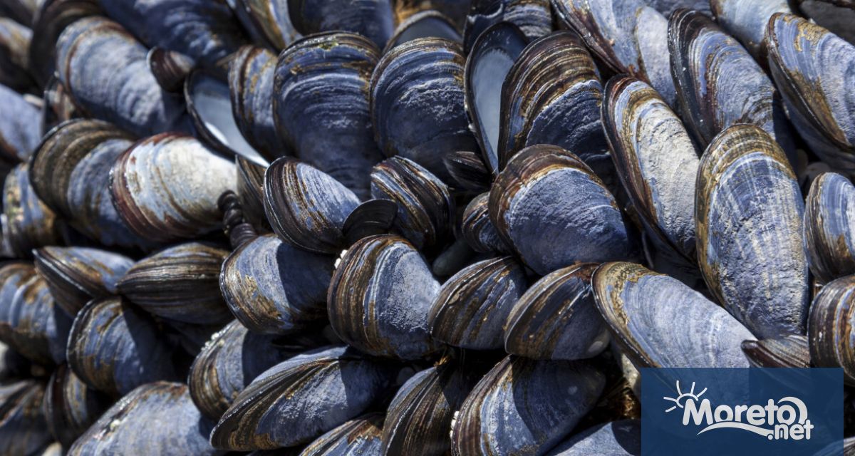 Инспектори на ИАРА са хванали нарушител извършващ нерегламентиран улов на