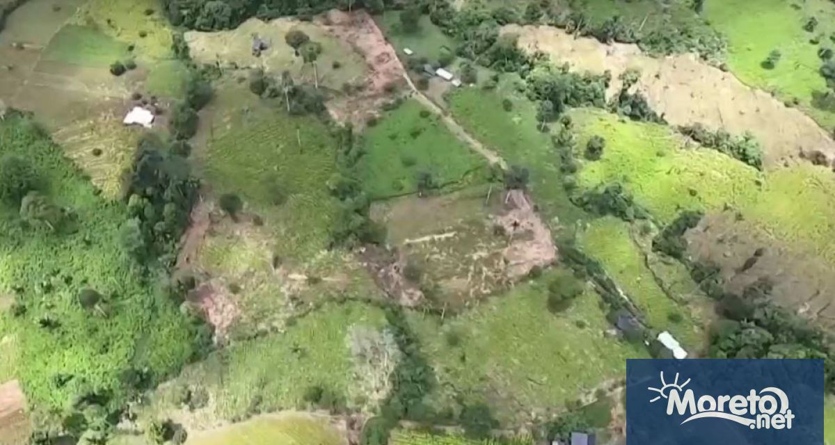 Според ООН отглеждането на кока в Колумбия е достигнало рекордно