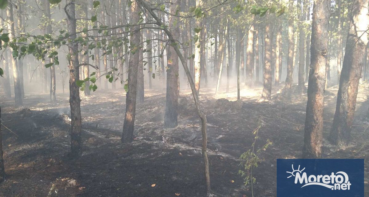 6 дка горска територия е засегната при низов пожар в