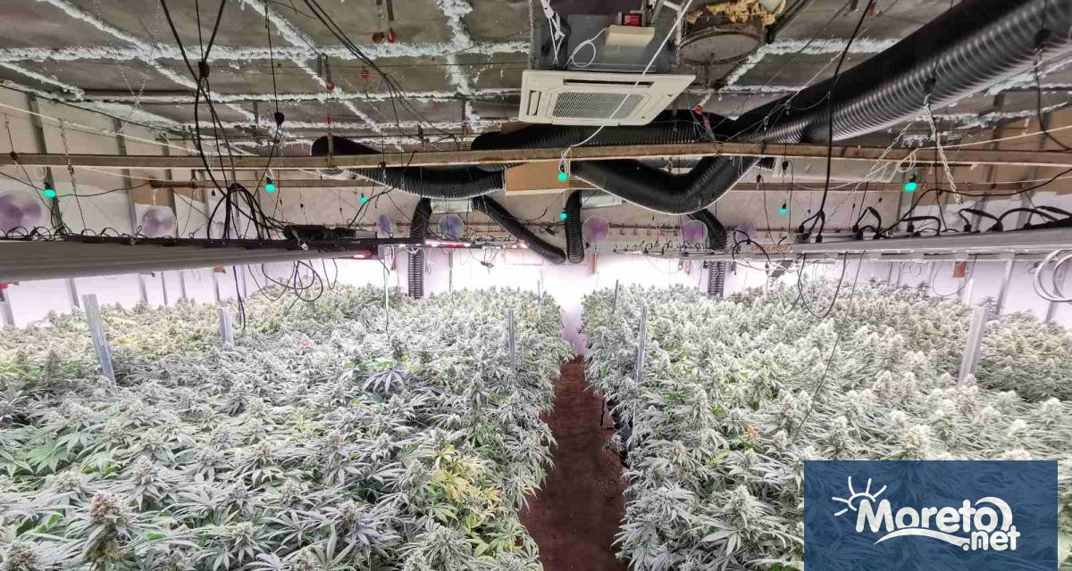 Високотехнологична наркооранжерия е открита в рамките на спецоперация на ГДНП