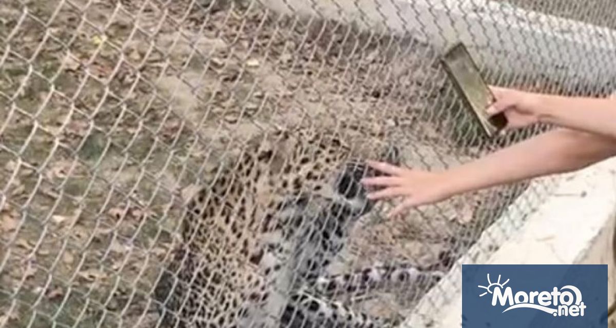 Леопард ухапа момиче във варненския зоопарк при опит да се