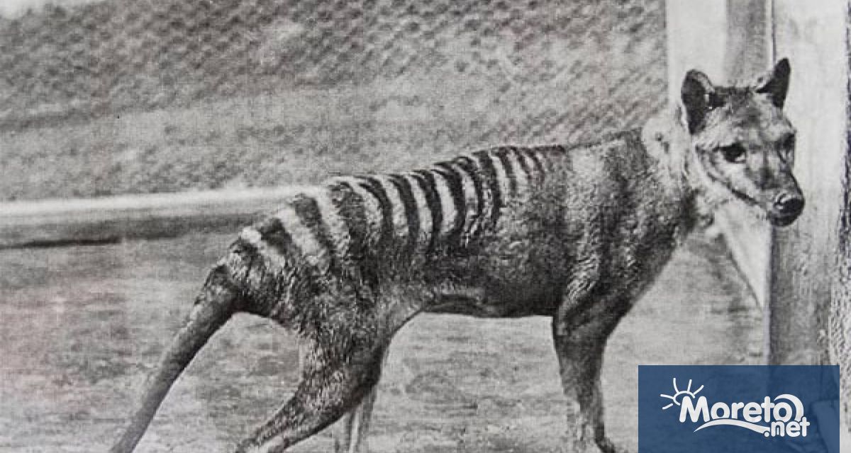 РНК възстановена от запазен тасмански тигър разкрива подробности за това