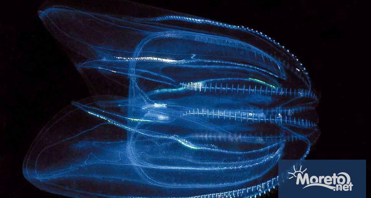 Любомир Клисуров едно от водещите имена в българската подводна фотография