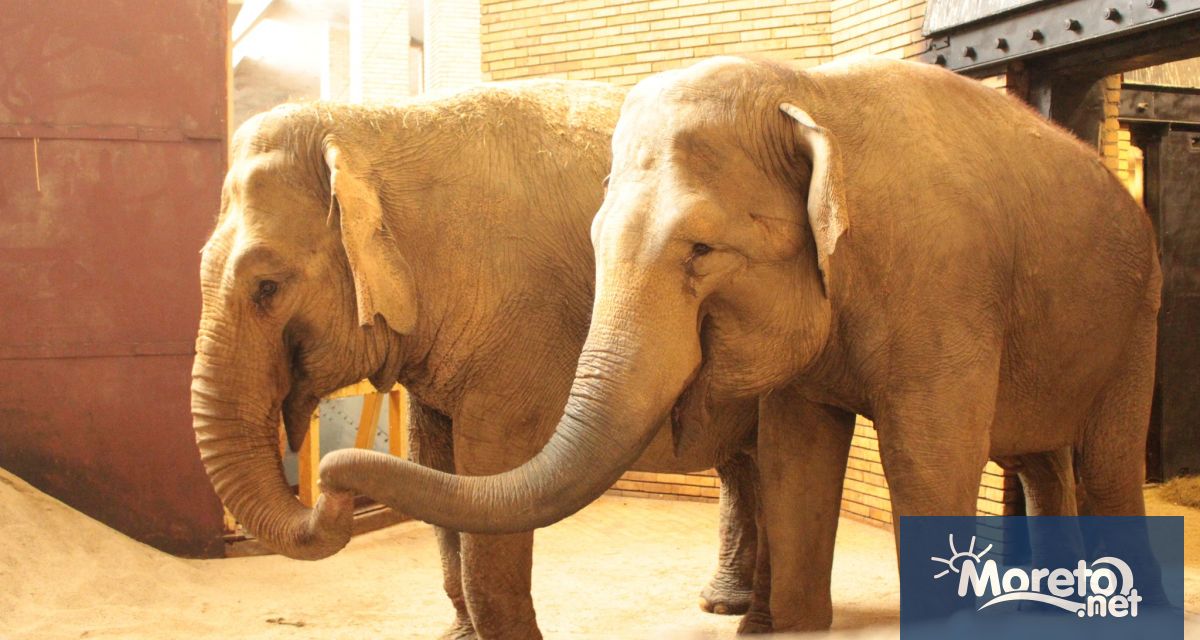 Двете малки дами Фрося и Луиза пристихнаха преди дни