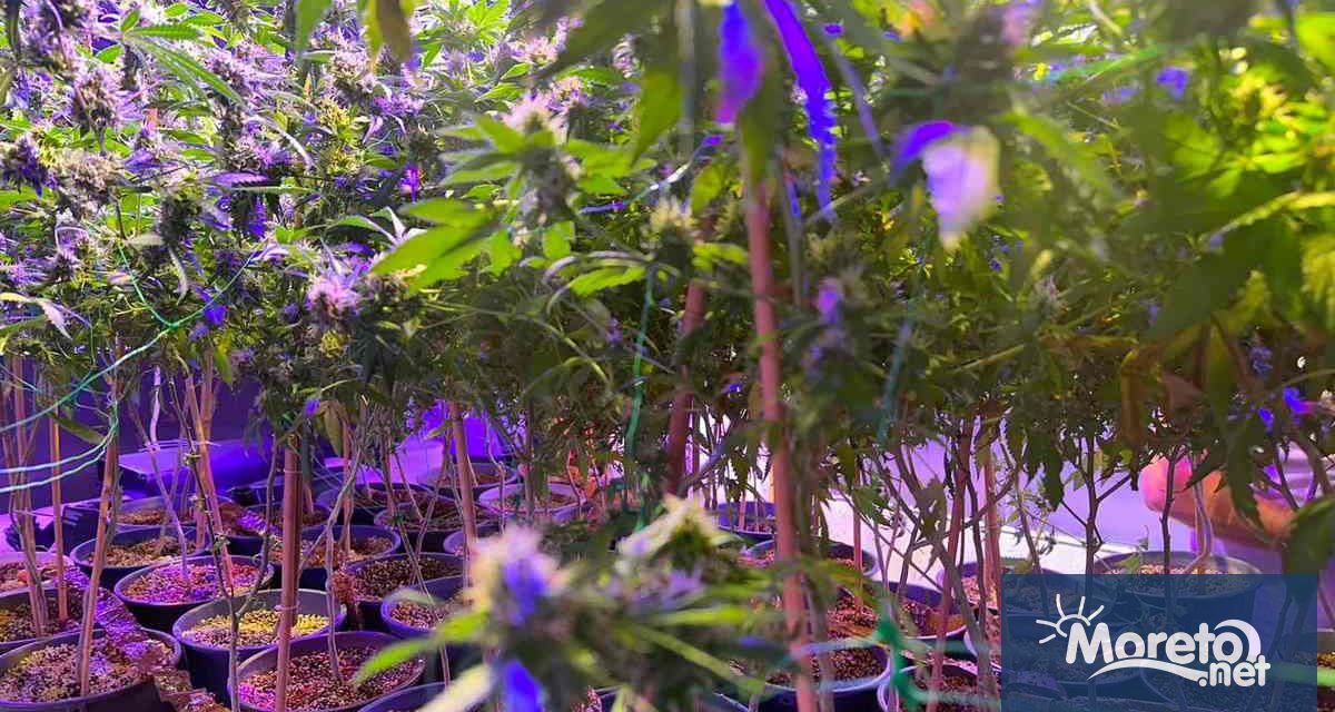 Майка и син са в ареста след като криминалисти разкриха