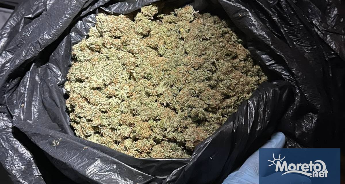 Криминалисти от ОДМВР Варна са иззели около половин килограм марихуана