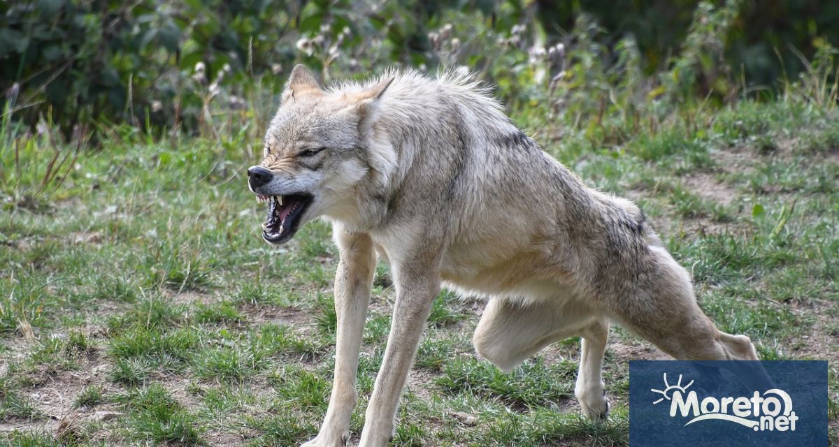 Вълците се завръщат в Белгия и нарастващото им присъствие създава