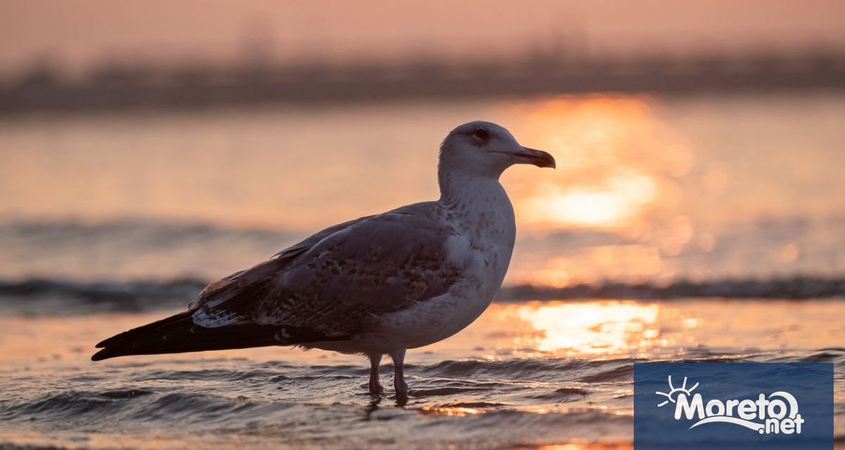 Тази нощ ще бъде предимно ясно и почти тихо. Минималните