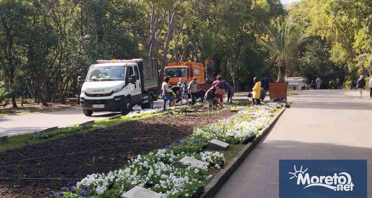 Над 50 хил теменужки ще бъдат засадени в Морската градина