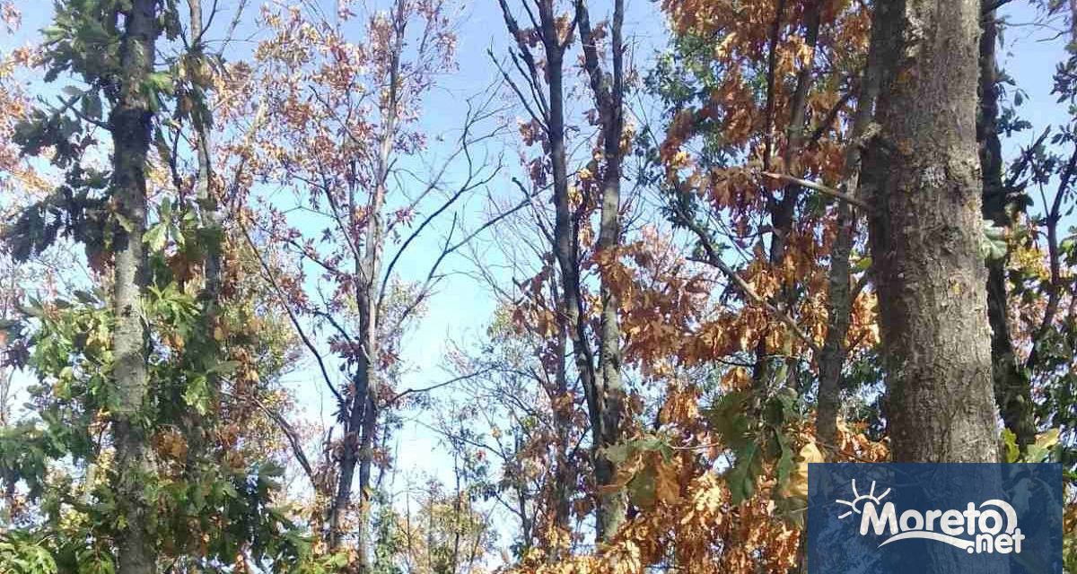 През последните два месеца на територията на Североизточна България се