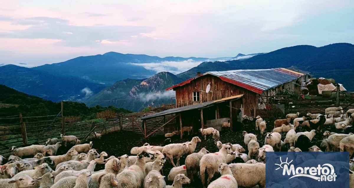 През 2022 г стойността на крайната продукция произведена в селското