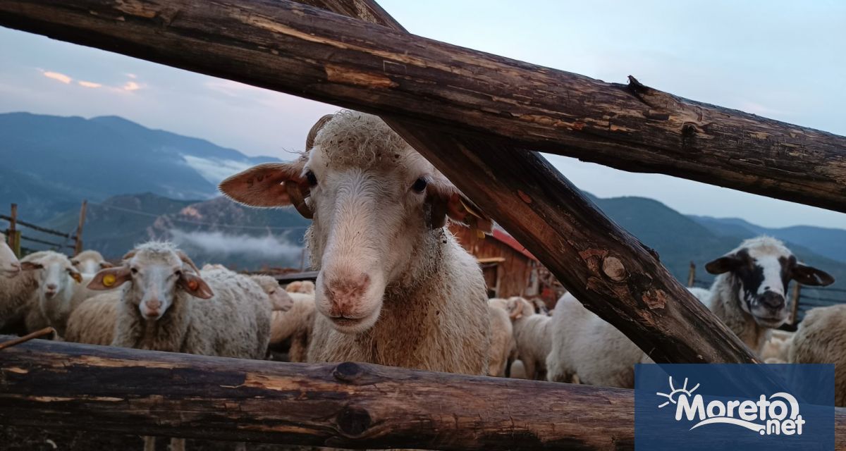 Няма да се умъртвяват животни от фермата във Велинград съобщиха