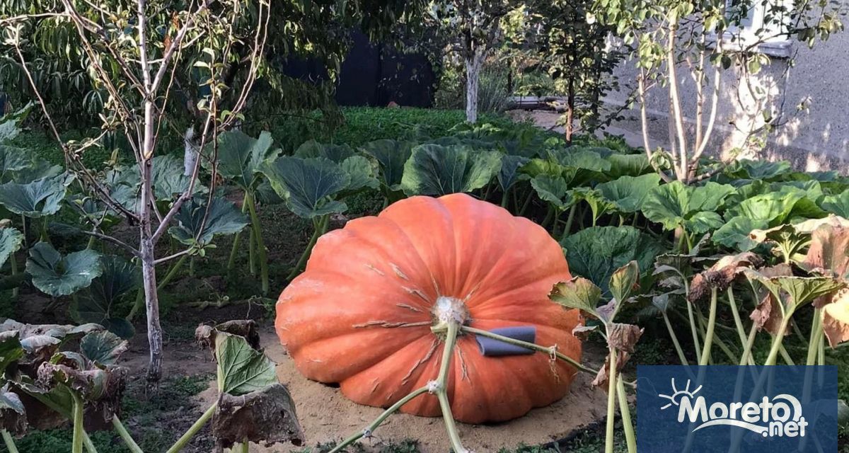 Тиква с тегло 306 килограма е отгледана в село Старо