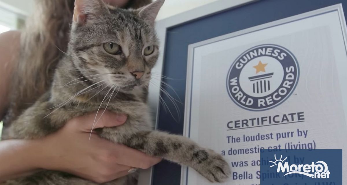 14 годишна котка счупи световния рекорд на Гинес за най силно мъркане