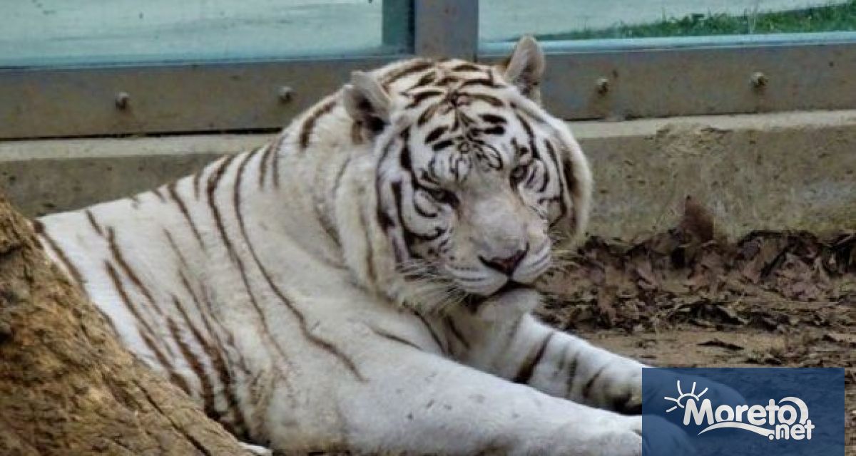 Четири бели тигърчета от вида бенгалски тигър са най новите бебета