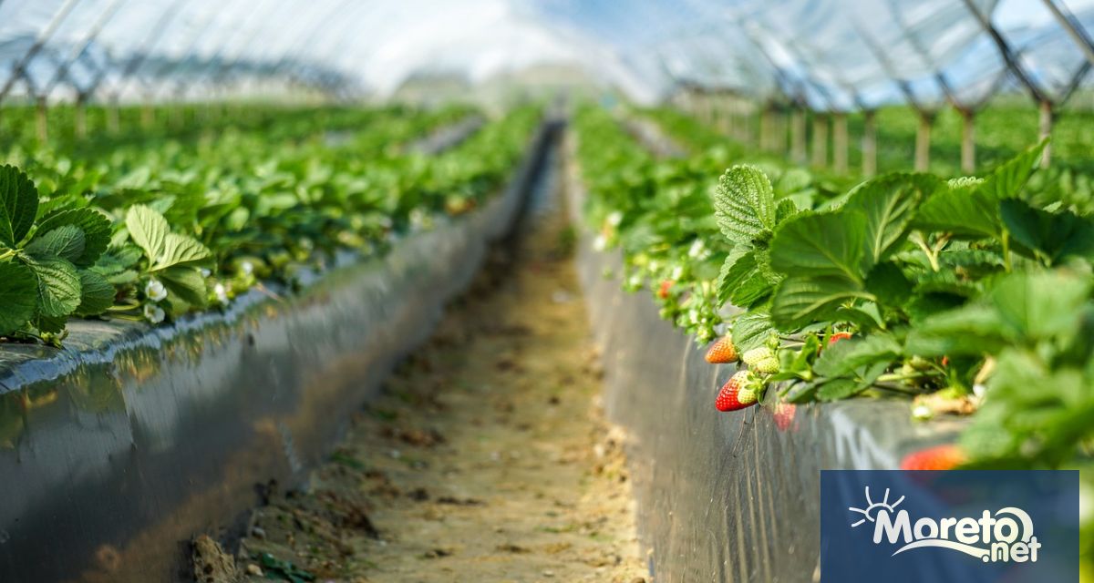 Министерството на земеделието и храните МЗХ публикува за обществено обсъждане