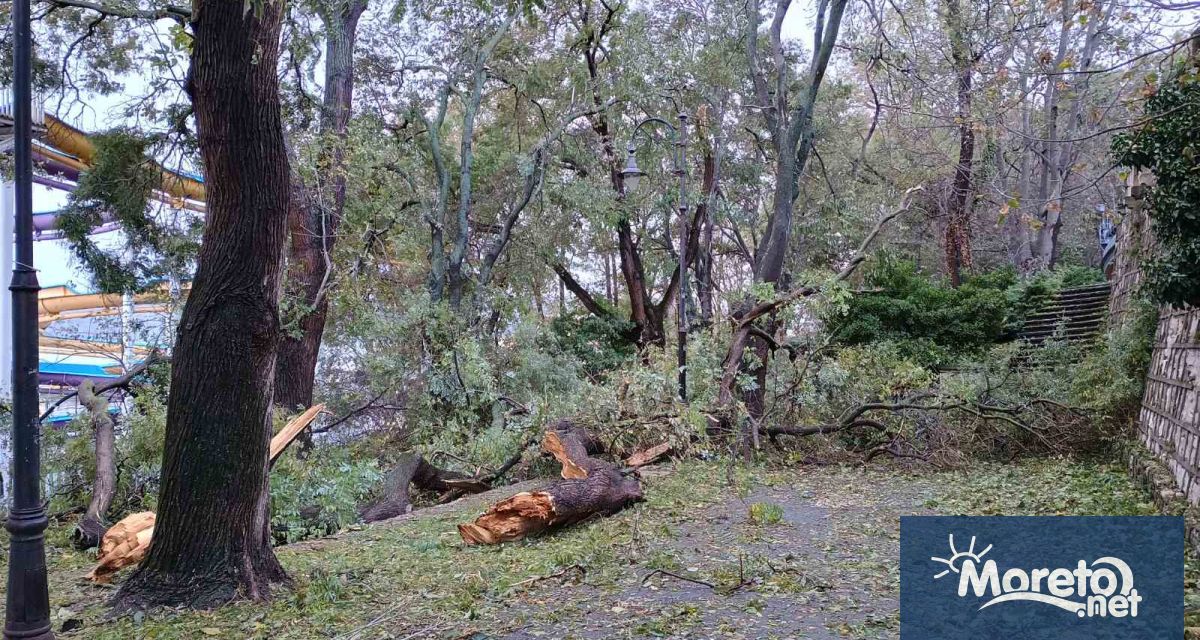 Множество дървета са паднали жертва на силната буря която обхвана