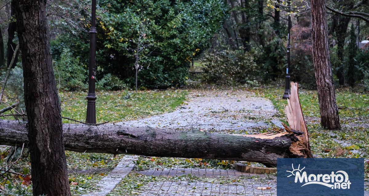 В Морската градина във Варна има паднали нови 15 дървета