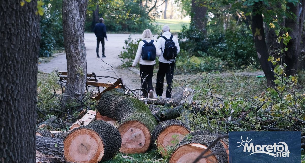 Събраната след бедствието дървесина ще се раздава на хора в