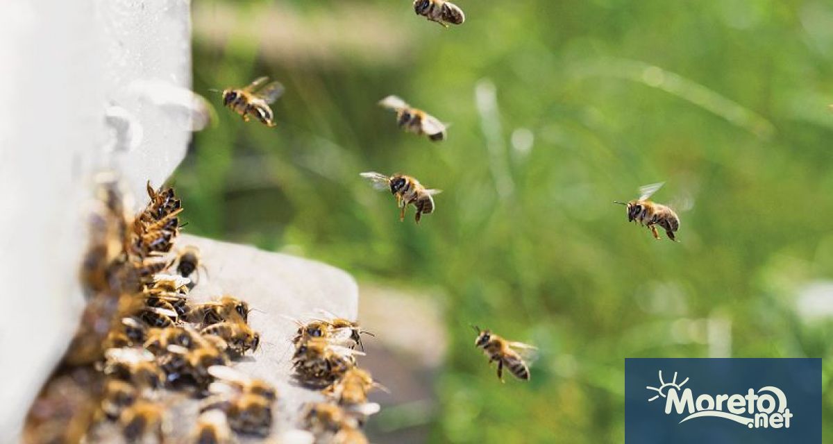 •	Интензивният трансфер на чужди подвидове медоносни пчели застрашава генетичното разнообразие