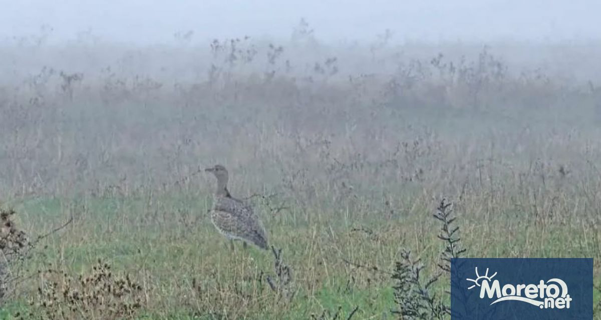 Един екземпляр от редкия вид птица стрепет който се счита