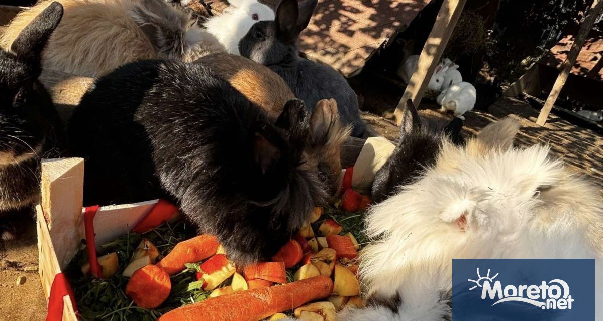 Дядо Коледа донесе лакомства и играчки на животните в зоопарка