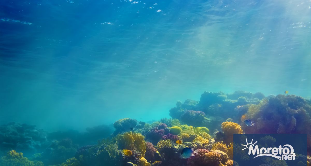 Температурите на океаните през 2023 г отново са подобрили рекордите