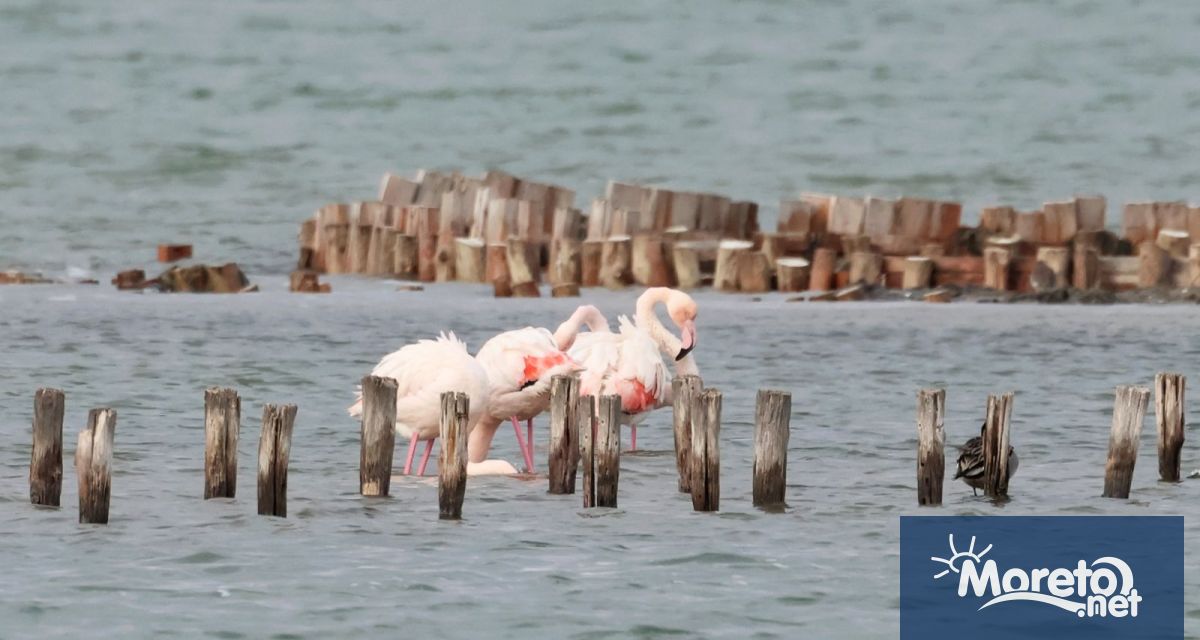 Тази година се проведе 48 ото преброяване на зимуващите водолюбиви птици
