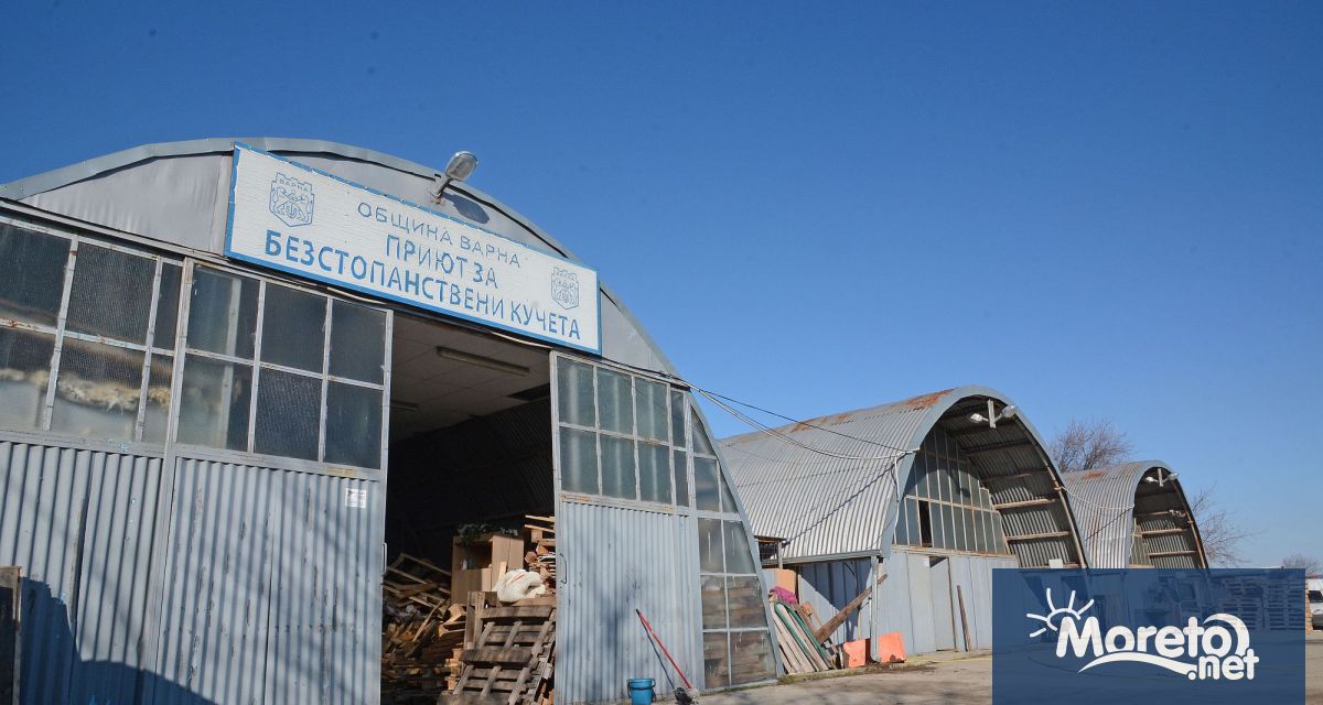 Община Варна набира кандидати за длъжността управител на Общинския приют