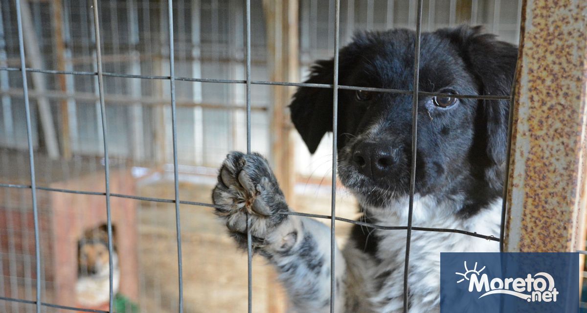 Приютът за безстопанствени животни в село Каменар вече има нов