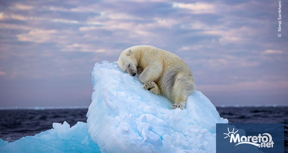Зашеметяващо изображение на млада полярна мечка, носеща се да спи
