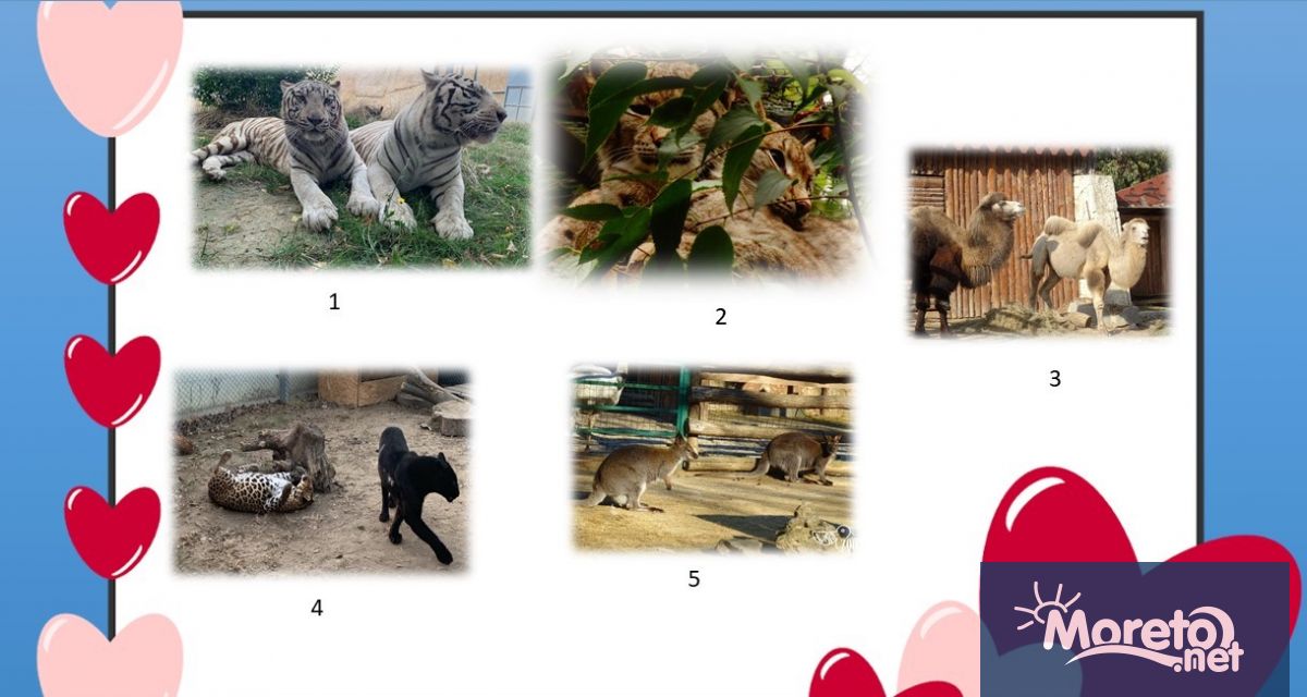 Варненският зоопарк провежда конкурс за най сладка двойка през 2023 година