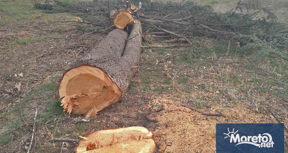 Два броя сухи дървета от вида Смърч ще бъдат премахнат