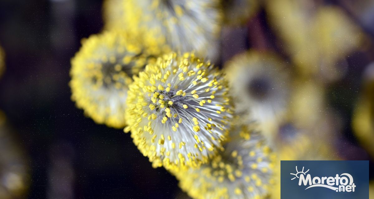 Началото на поленовият сезон се обуславя от вида на зимата