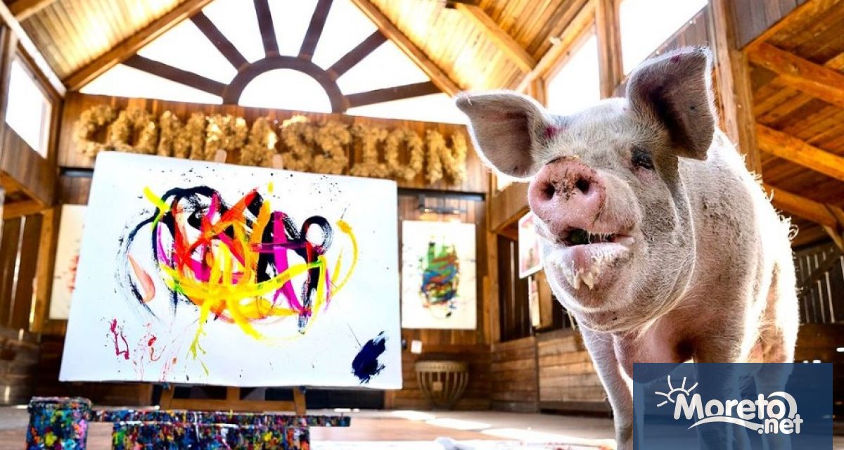 Почина прасето което нарисува стотици картини разпродадени за близо 400