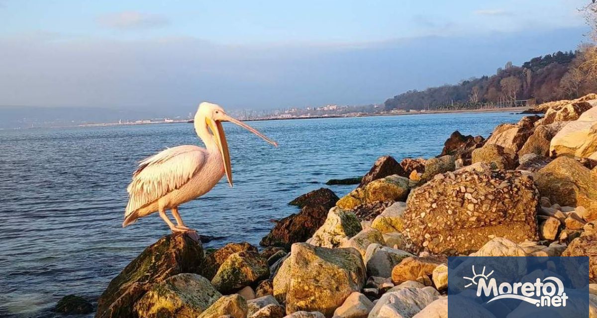 Пеликан от спасителния център на зоокъта във Варна се установи